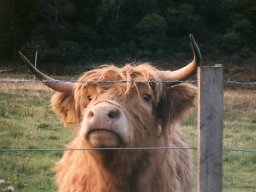 Highlandrind